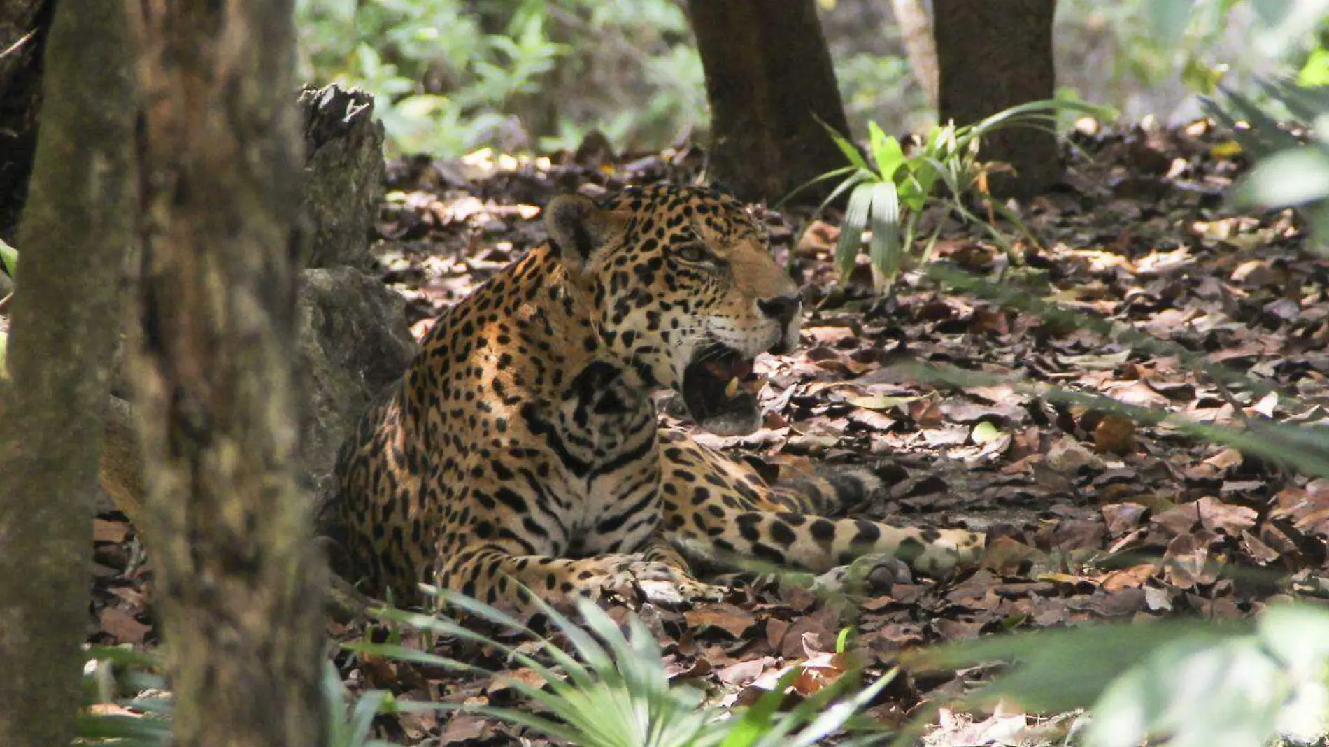 Abuelita ahuyenta a jaguar con un bastón y escapa ilesa [Video]